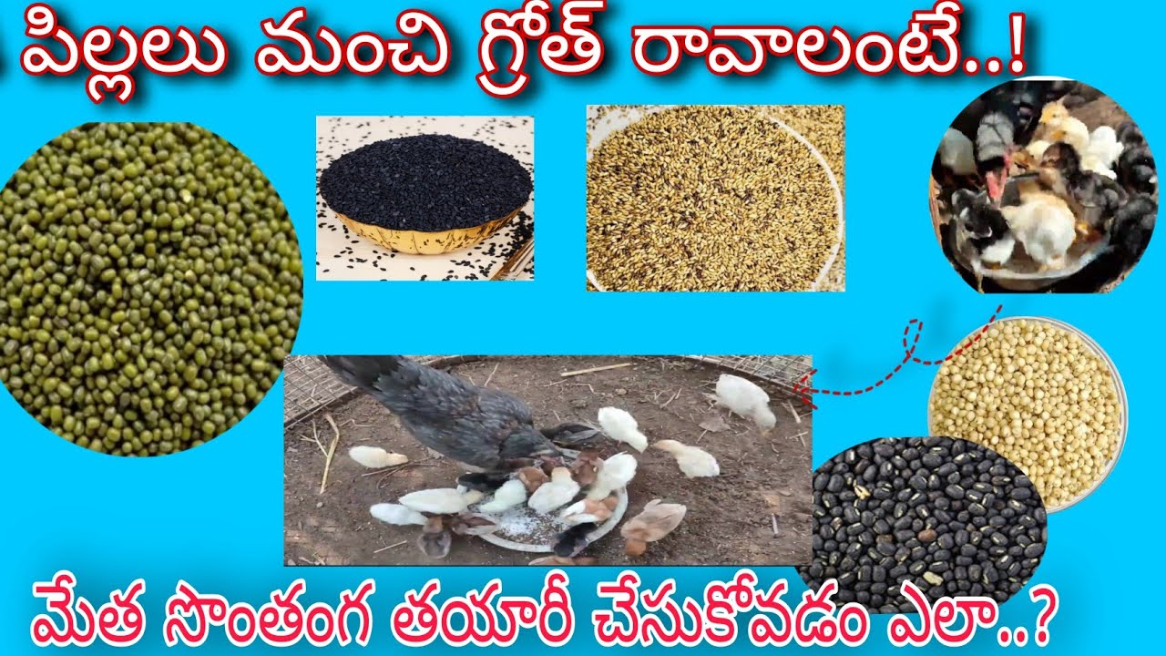 #మంచి క్వాలిటీ చిక్ ఫీడ్ || తయారీ విధానం..!#కోడిపిల్లలు ఎదుగుదలకు బాగా ఉపయోగపడుతుంది#