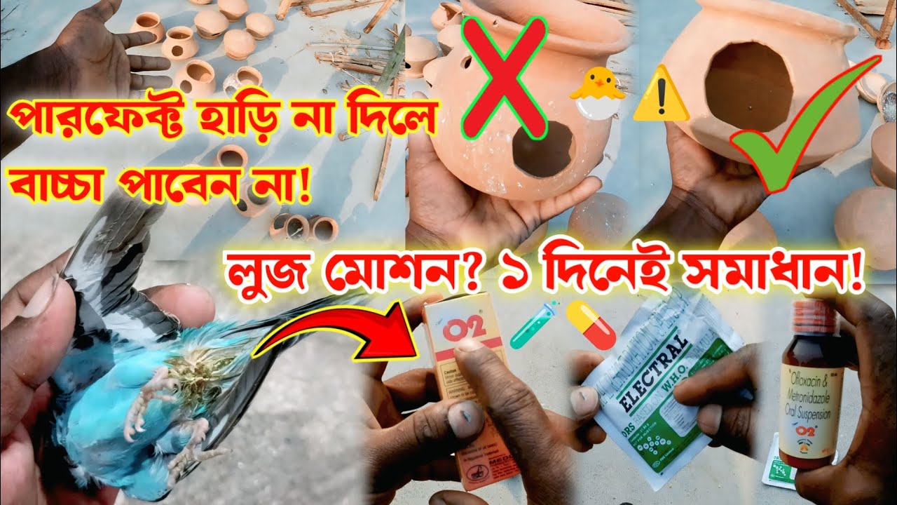 বাজরিগার পাখির জন্য পারফেক্ট হাঁড়ি না দিলে বাচ্চা পাবেন না! Loose Motion Treatment
