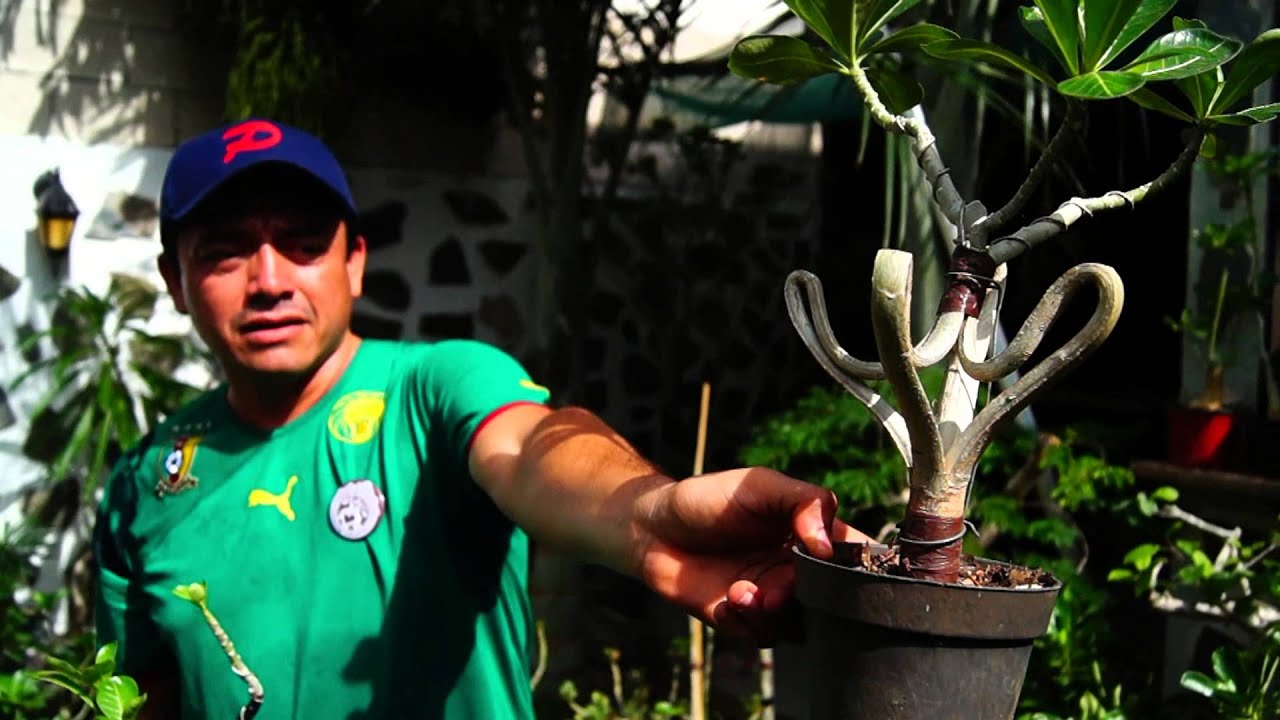 Santuario Adenium