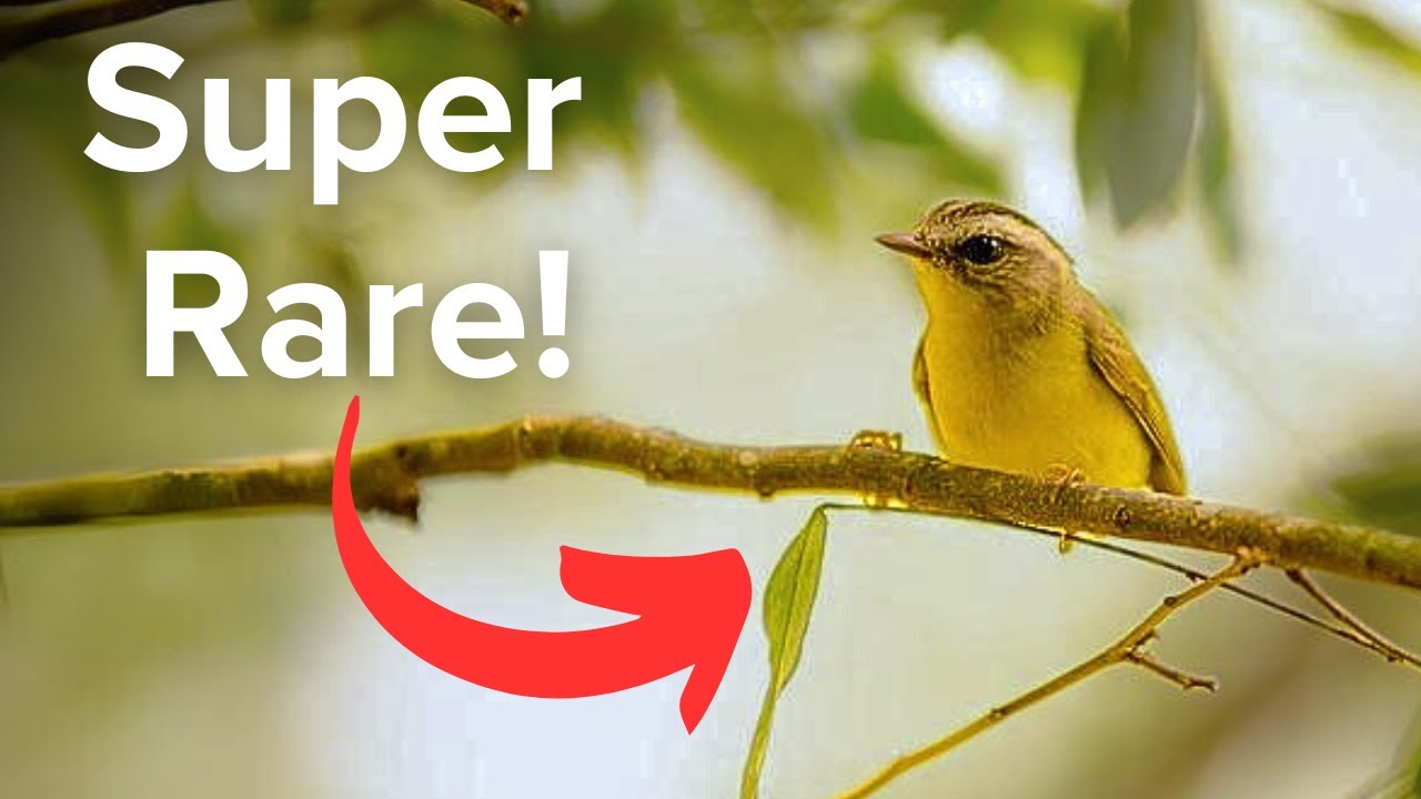 I Found This EXTREMELY RARE Bird in the Rio Grande Valley!