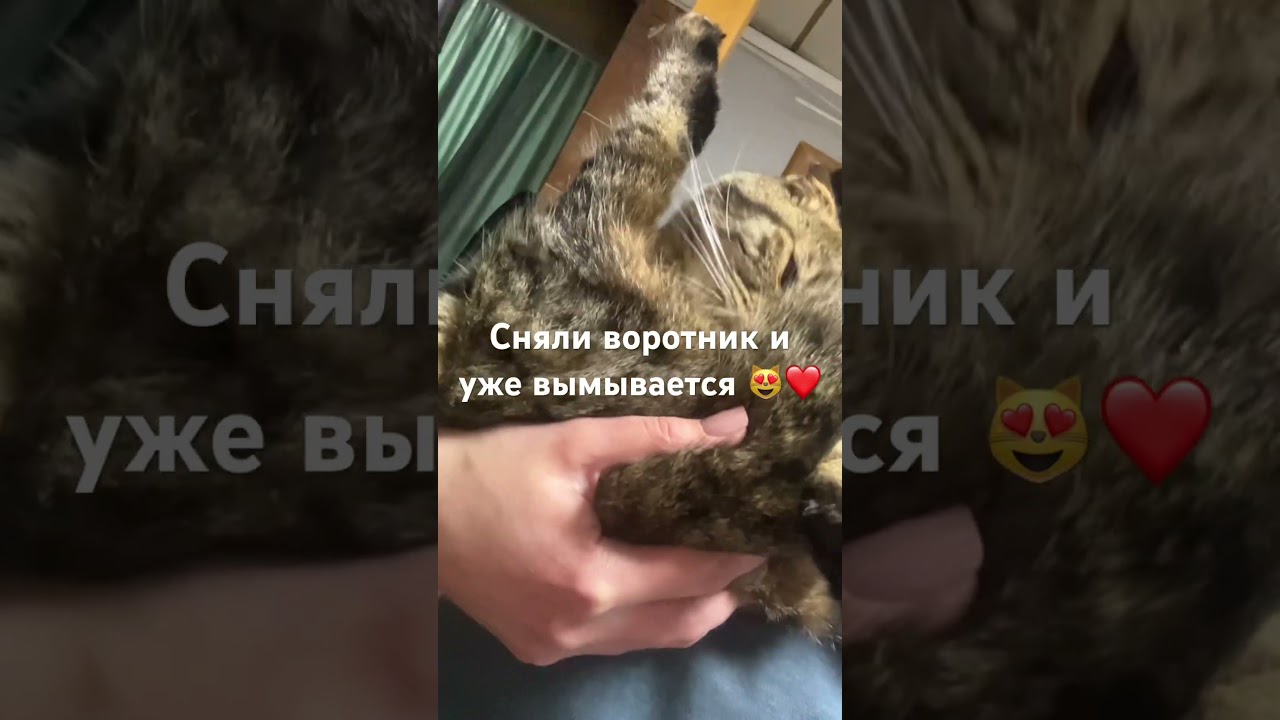 #cat #веселыекоты #позитив #кот #красиваякошка #котик #котики #видосыоткота #милота #кошка #shorts