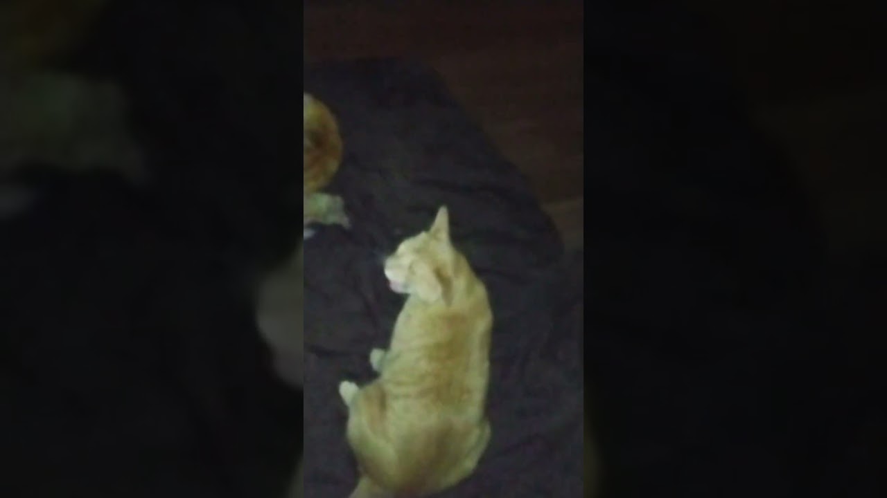 Cornelius and Claudius having a standoff and wrestling a little bit. 🐱🐱