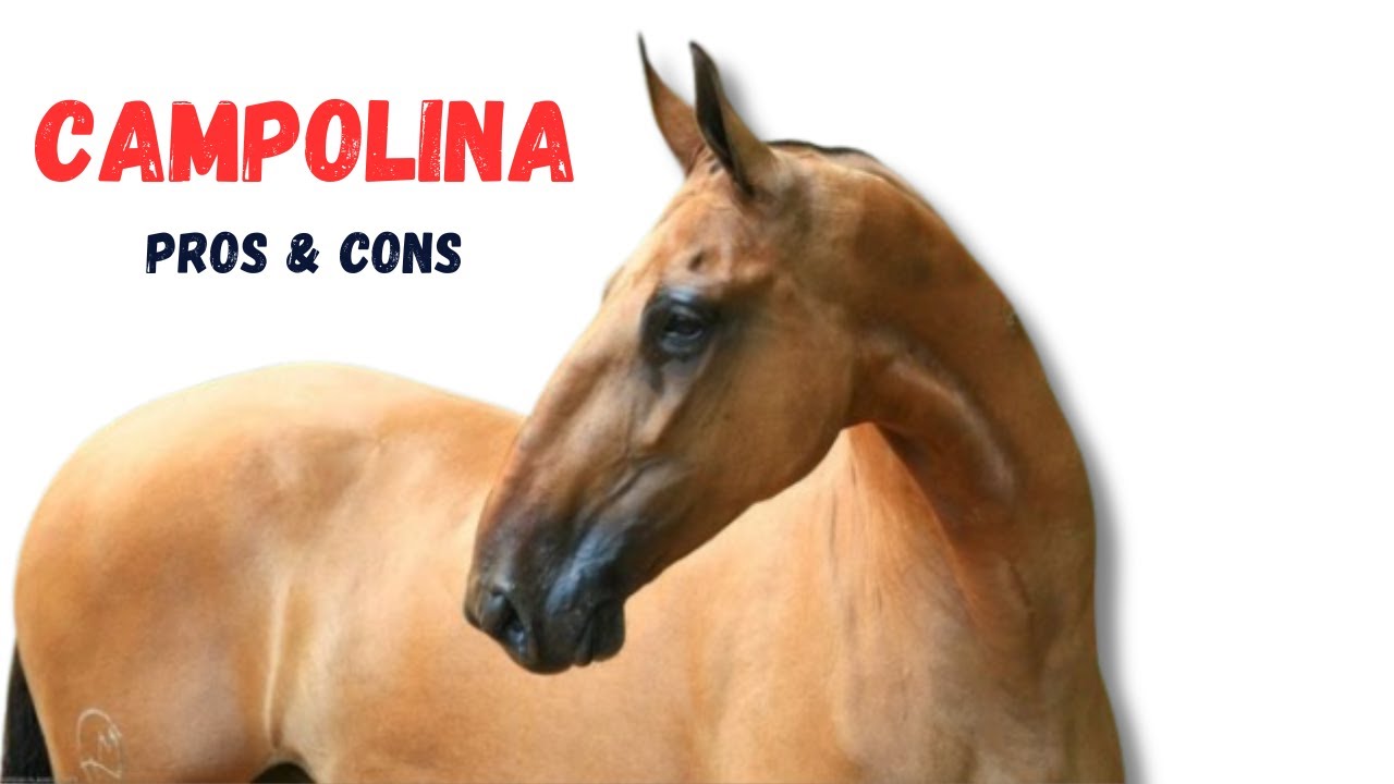 Campolina Horse Pros and Cons -  Campolina Horse Advantages and Disadvantages