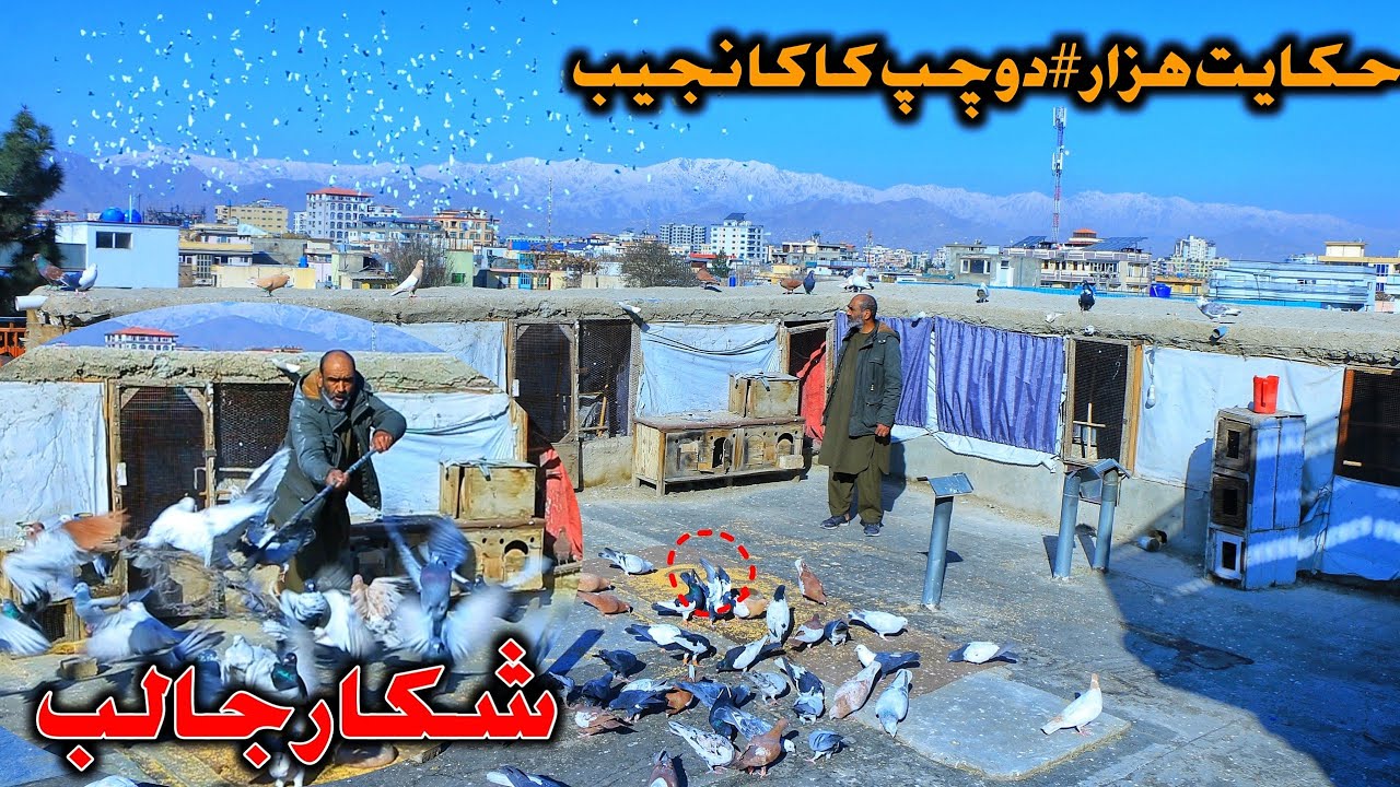 شکار جالب کاکا نجیب به سبک قدیم || حکایت هزار کفتر #دوچپ کاکا نجیب || Dove game with Kaka Najib 