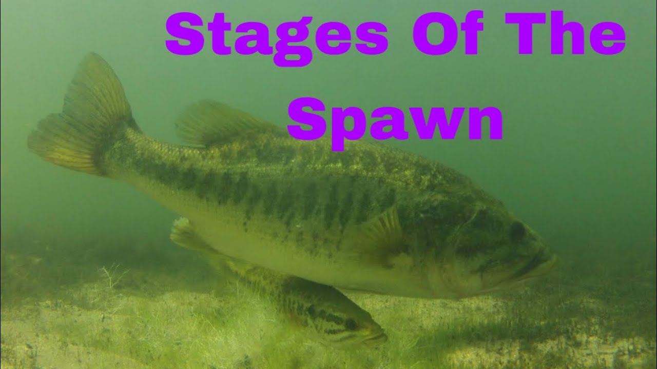Why All Anglers Need To Understand Spawning Cycles&hellip;