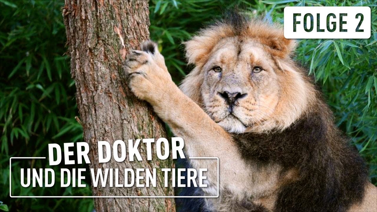 Löwe Kumar greift an | Der Doktor und die wilden Tiere | (2/6)