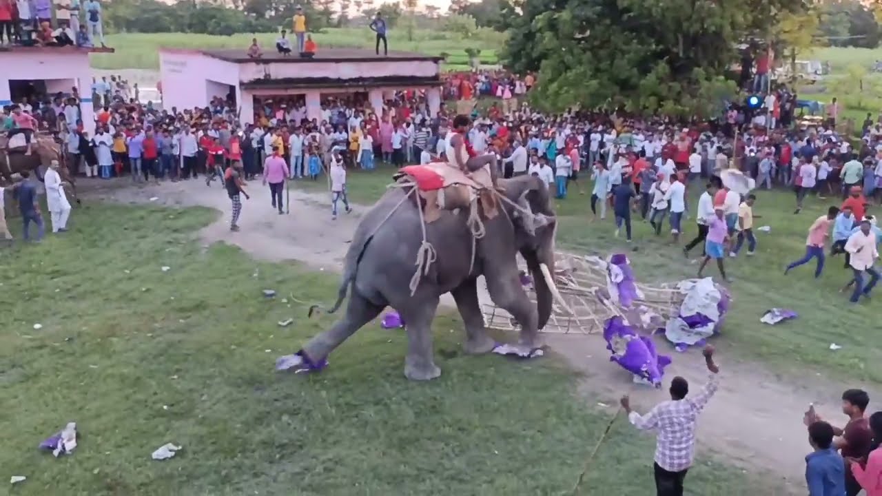 Jangali Hathi Video | Elephant Video 