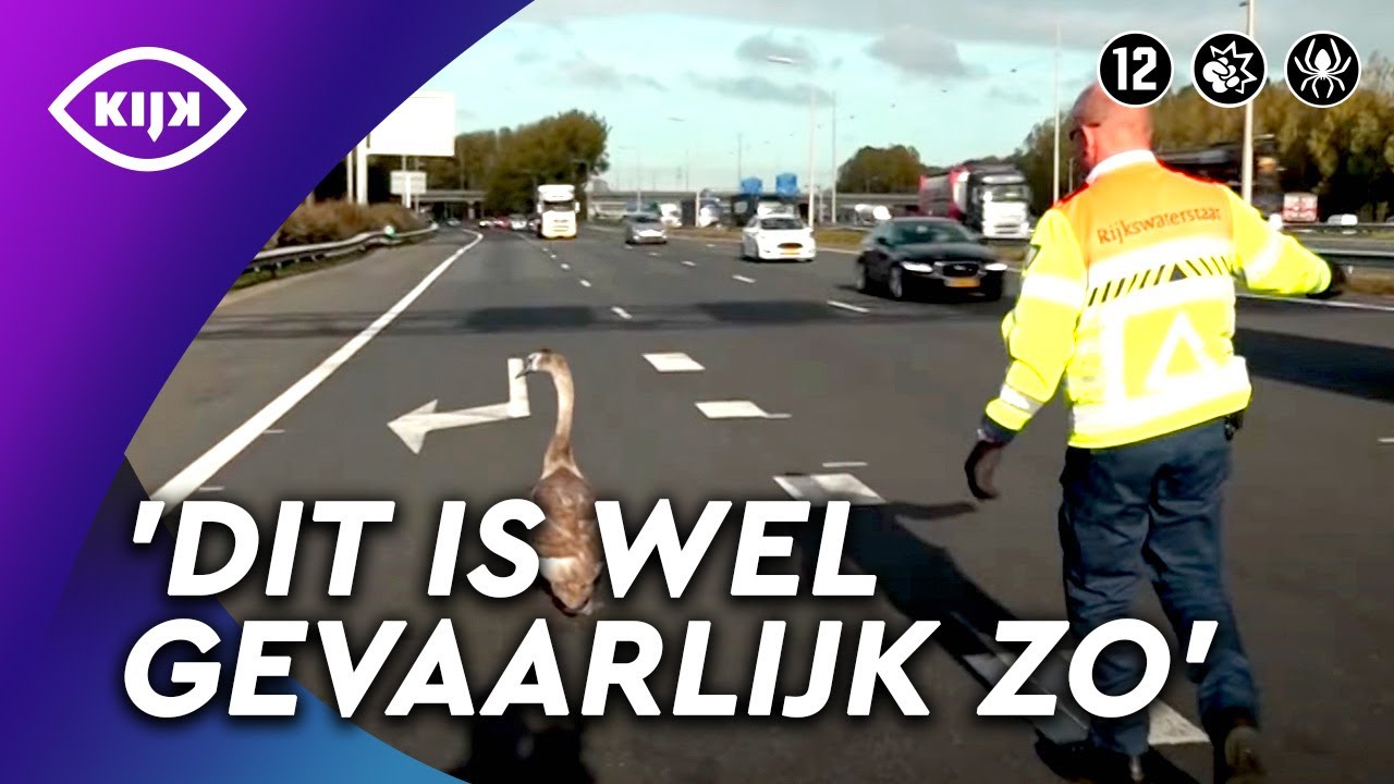 Hulpverlener RISKEERT leven voor zwaan op de snelweg | Handhavers In Actie | KIJK Aflevering S2A11