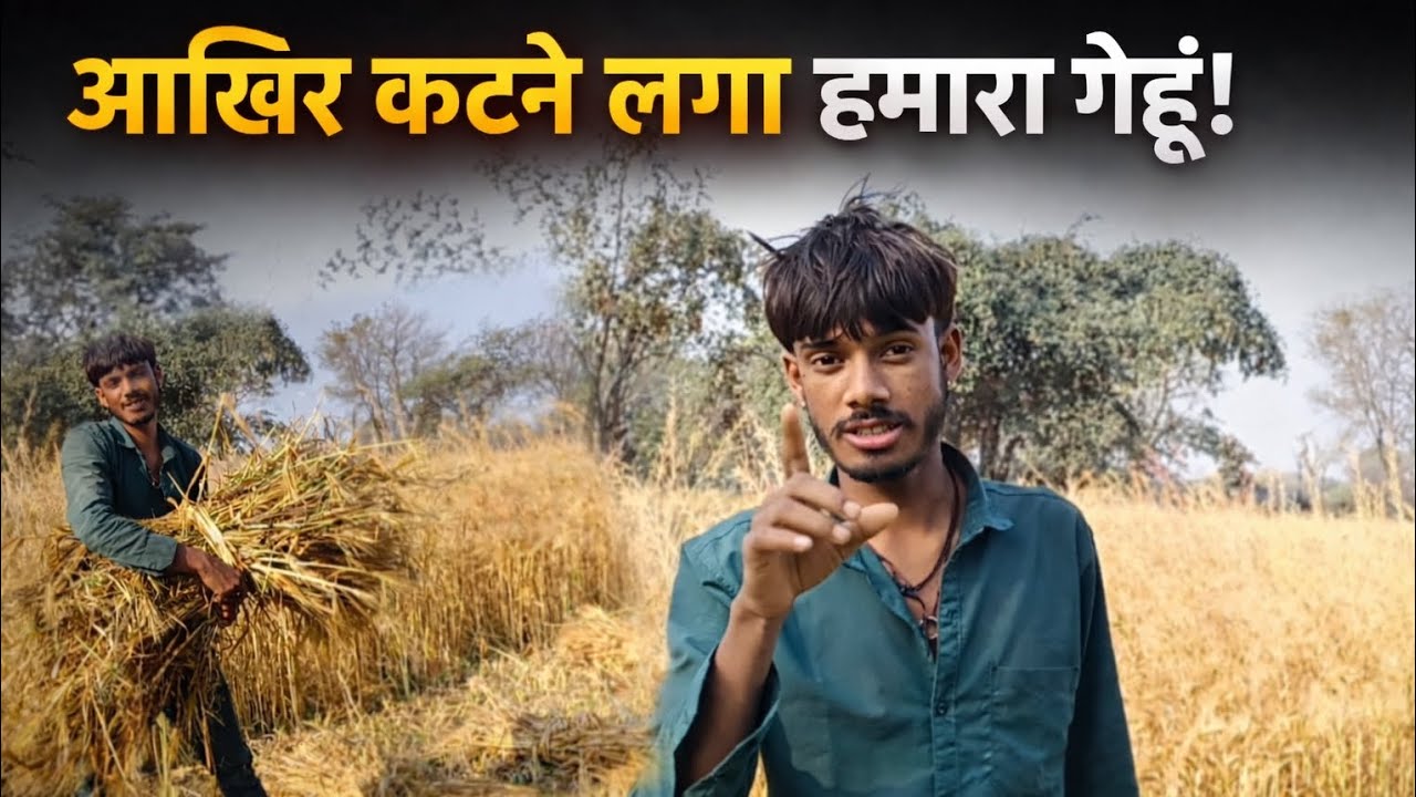 खेत में गेहूं कटाई का पहला दिन,,🥰🥰kamlesh journey,, 🥰