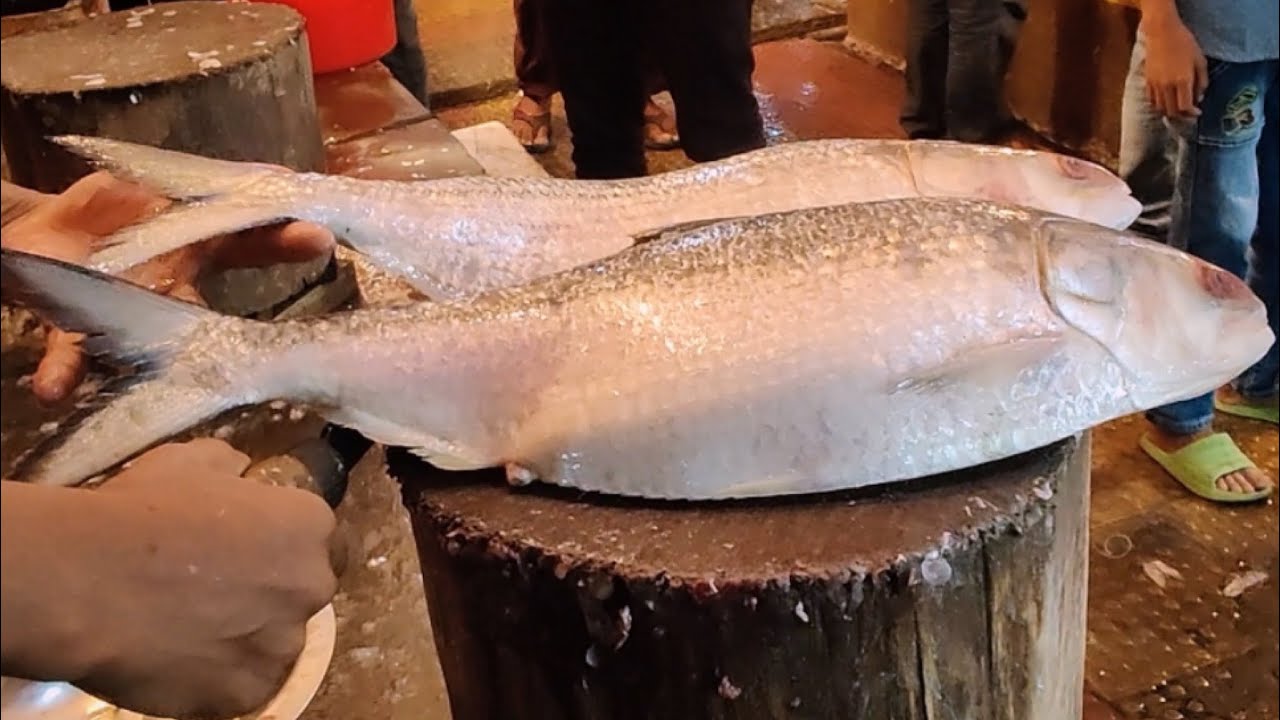Amazing Tasty!! Famous Fish In Bangladesh | Hilsa Fish Cutting In Fish Market