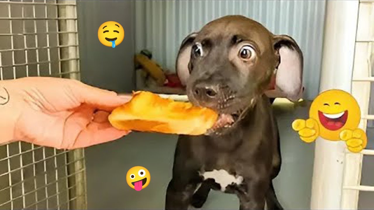 You Won’t Be Able to Stop Laughing at These Dogs 🤪🐕