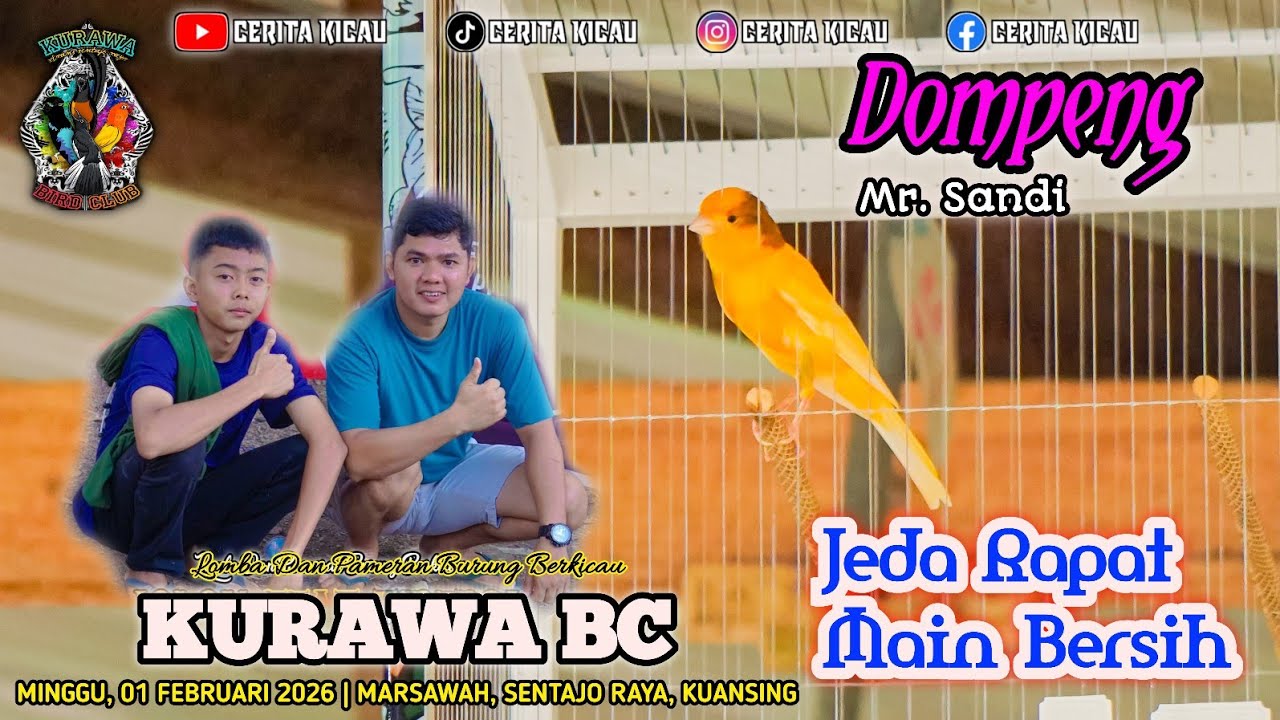 KENARI DOMPENG MAIN BERSIH JEDA RAPAT❗️KURAWA BC