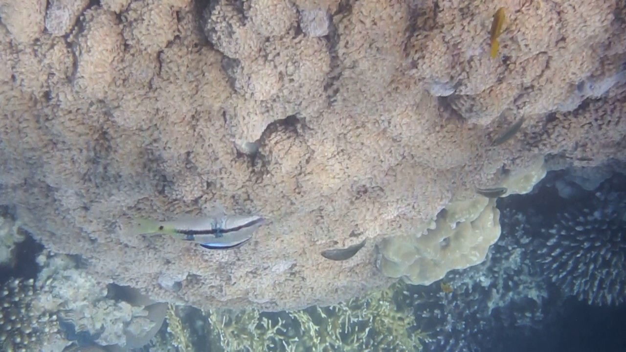 Mullus barbatus и Bluestreak cleaner wrasse. Lat. (Labroides dimidiatus)...DSCF1253