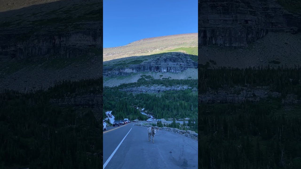 BIGHORN SHEEP Holds Up Traffic in GLACIER National Park #wildlife
