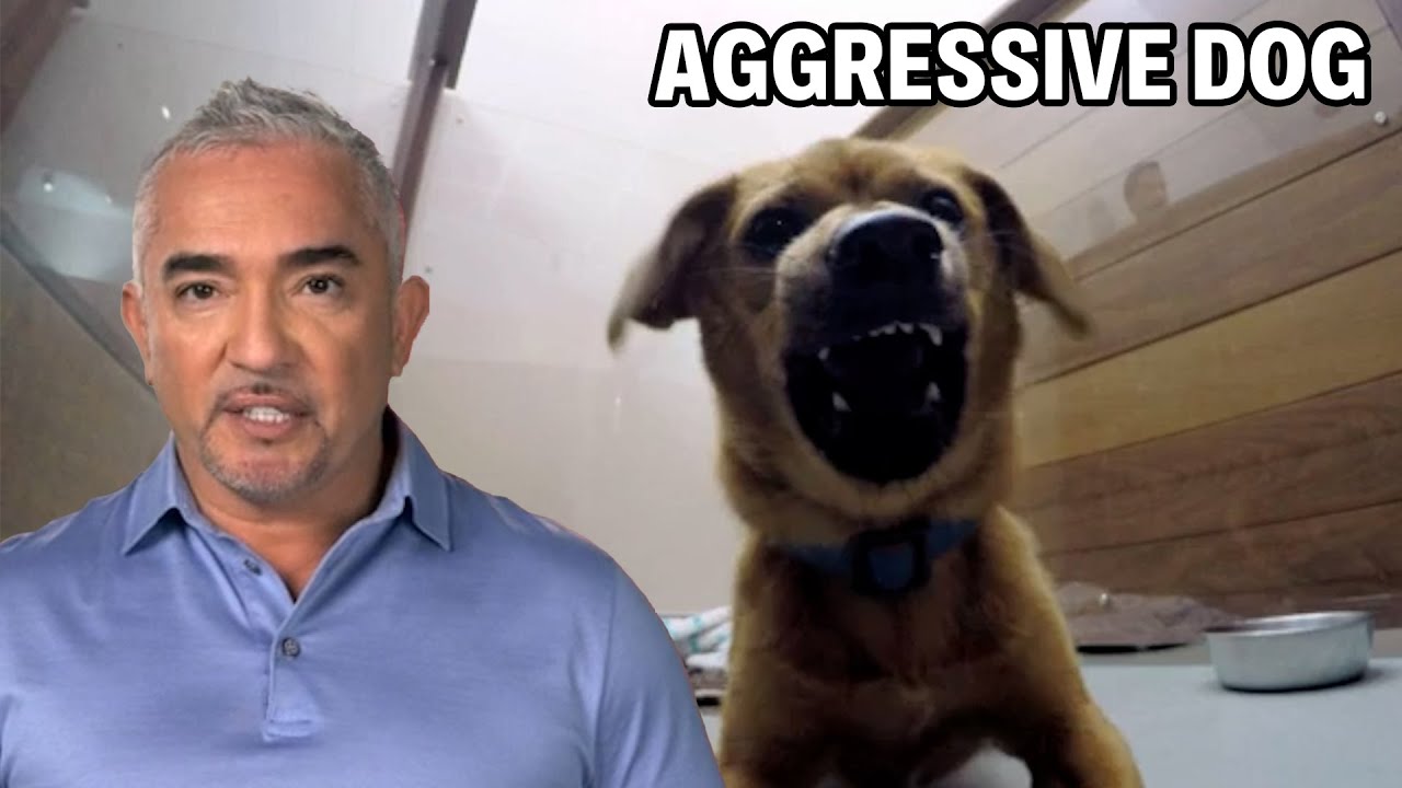 Эта собака территориальная и агрессивная! | Dog Nation, эпизод 6, часть 2