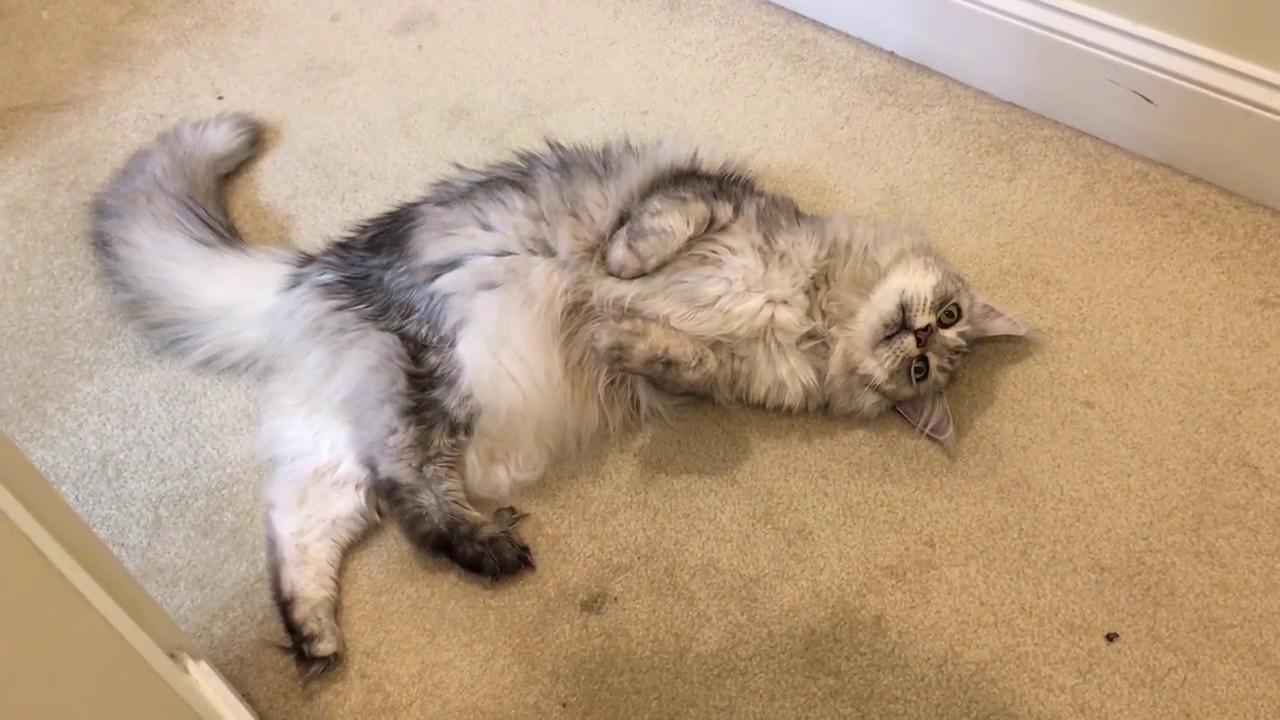 Sean Coonery the BIG Maine Coon Cat Caught the Mouse