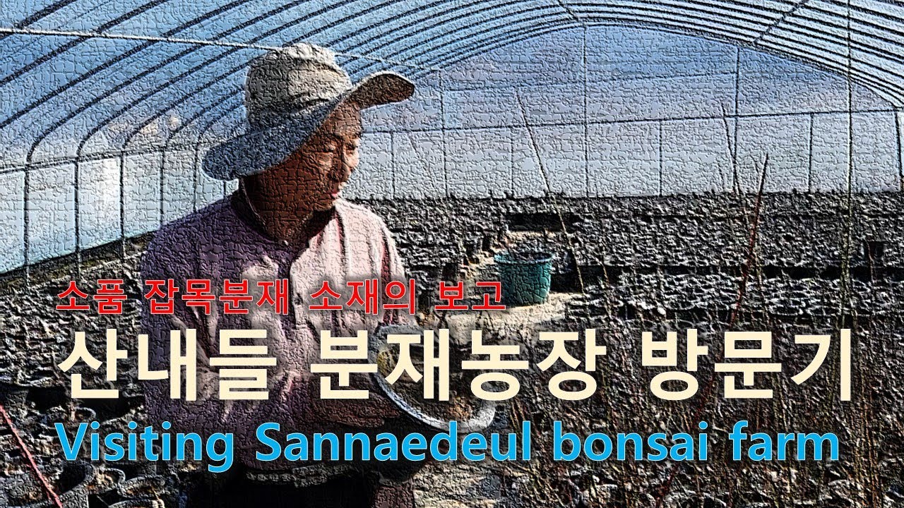 소품 잡목분재 소재의 보고 산내들 분재농장 방문기Visiting Sannaedeul bonsai farm