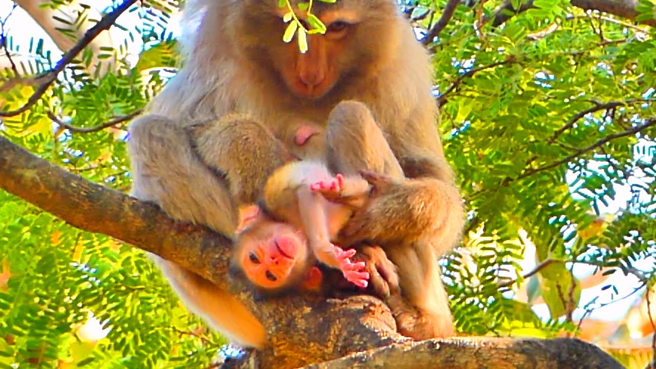 Protective Mama MOKA Keeps Her Newborn Safe High in the Tree 🌿🐒.