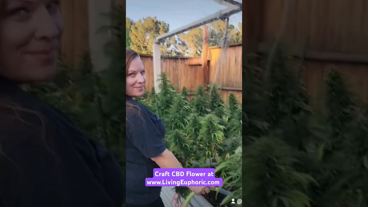 Watch the full video on our YouTube channel. #cbdflower #cbdheals #cbdlife #wellness