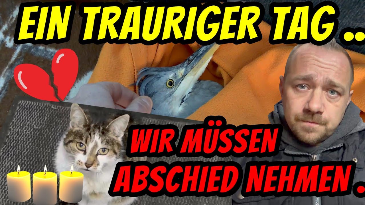 lotta muss gehen für turbo gockel kanal