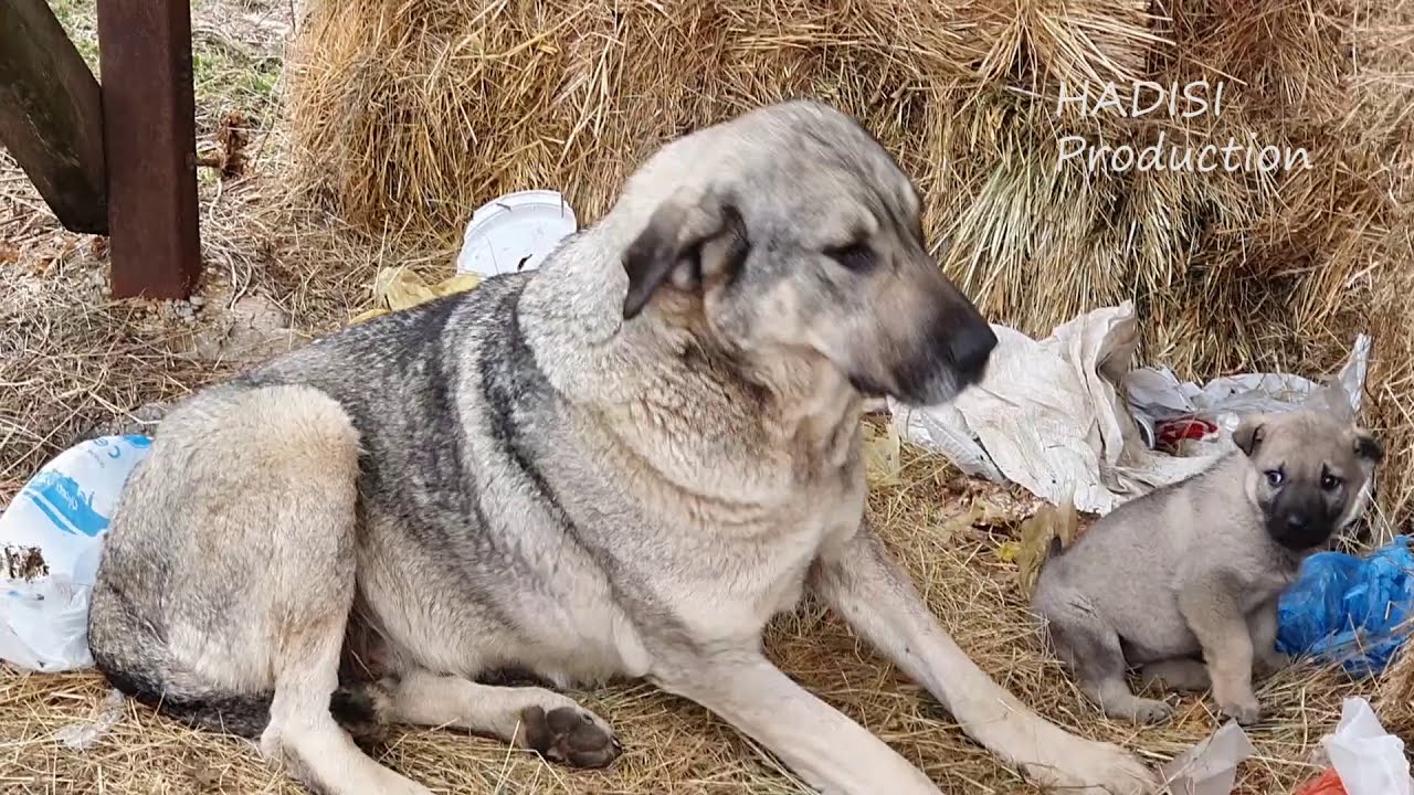 Delet në Polovica dhe qent e Sharrit      sheep in the mountains and Illyrian dogs