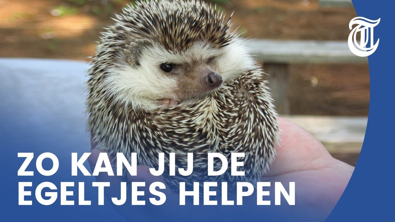 Spitsuur bij egelopvang door extreme hitte