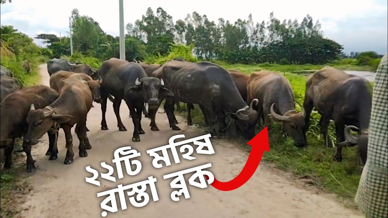 ২২টি মহিষ || @DairyFarmBD25