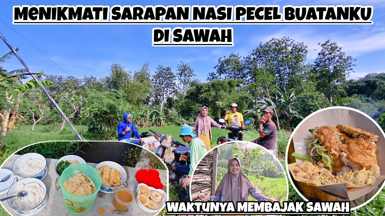 MENGIRIM SARAPAN DI SAWAH‼️MENIKMATI SARAPAN BARENG