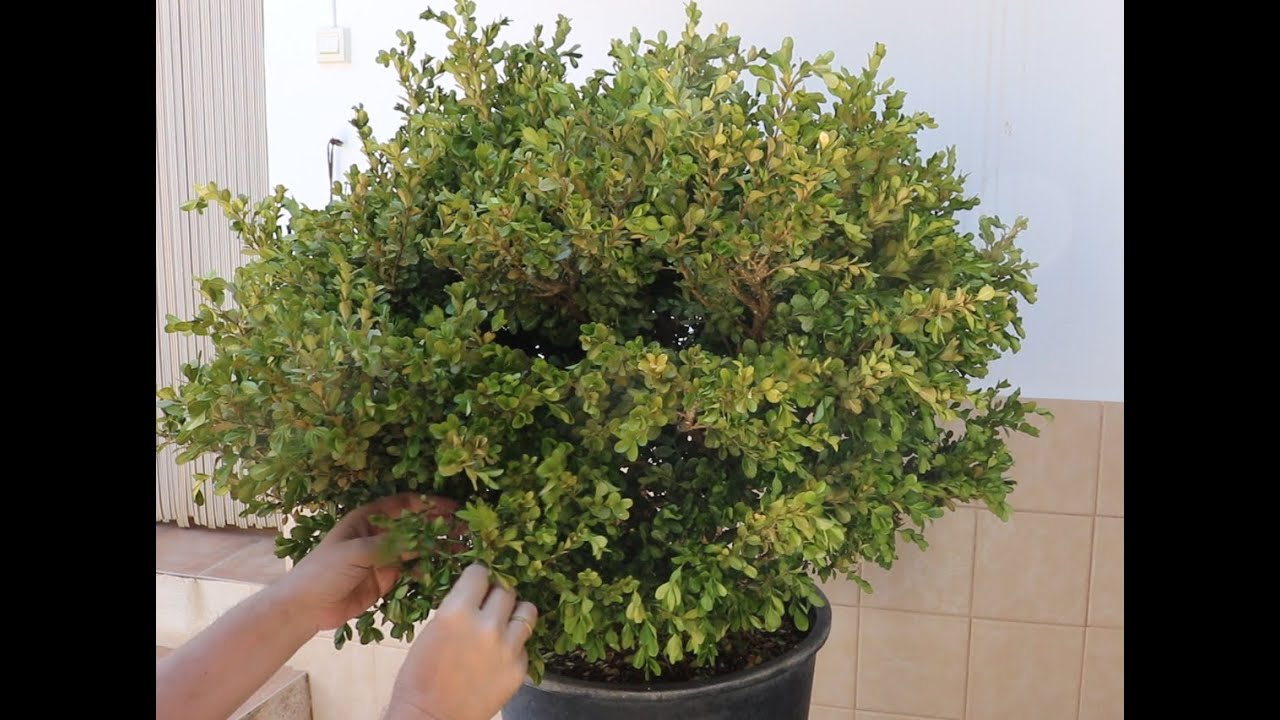 Boj - Buxus y la UBE de Aranjuez