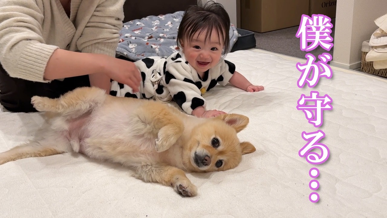 生後7ヶ月の赤ちゃんとポメラニアンの関係性を見ていて幸せな気持ちになりました！