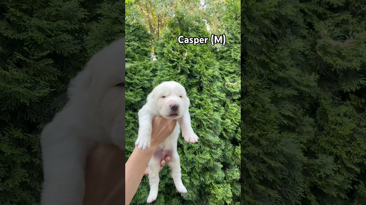 Alabai Puppy Casper 🐾👻 #centralasianshepherd