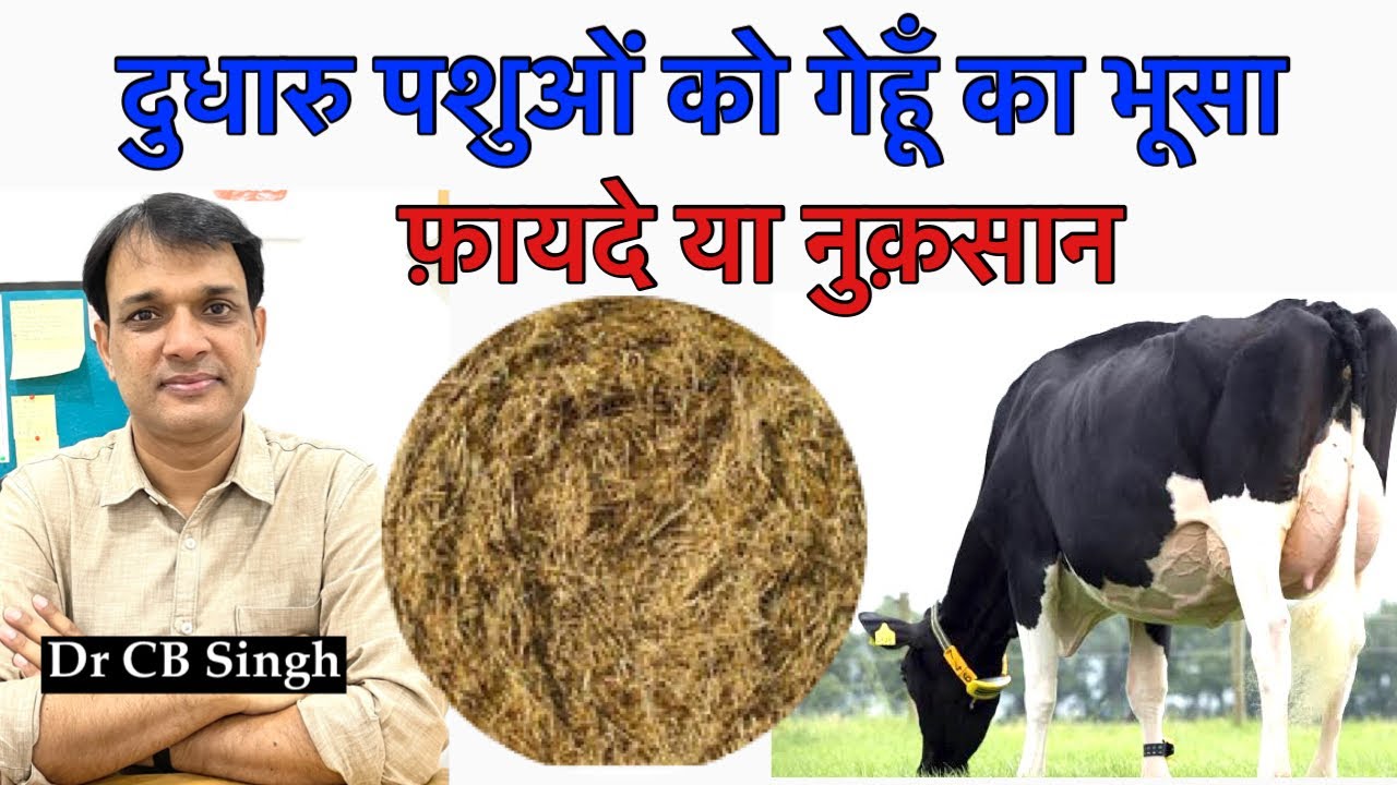 दुधारु पशुओं को गेहूँ का भूसा खिलाने के फ़ायदे या नुक़सान ? | Dairy Ustaad | Dr CB Singh