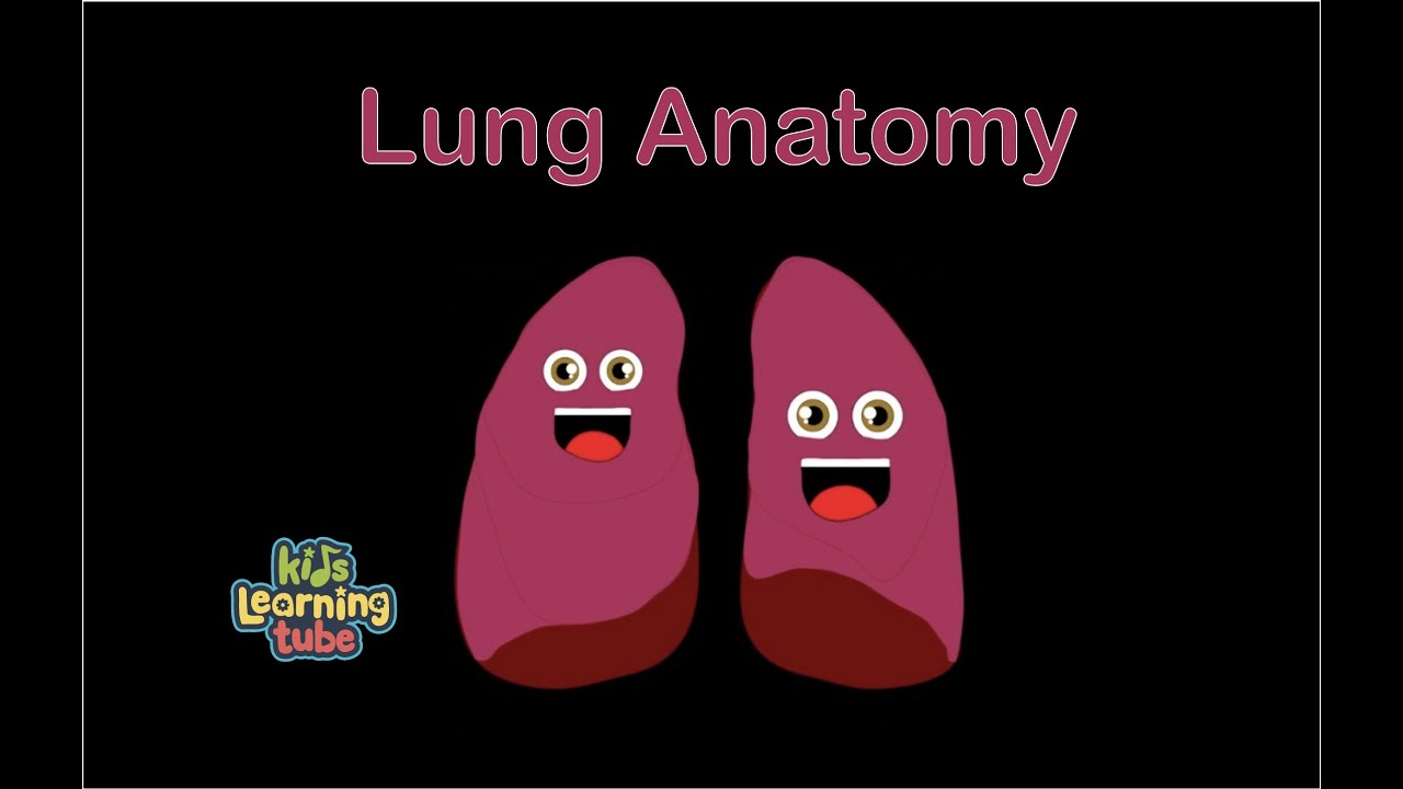 The Lung Anatomy Song