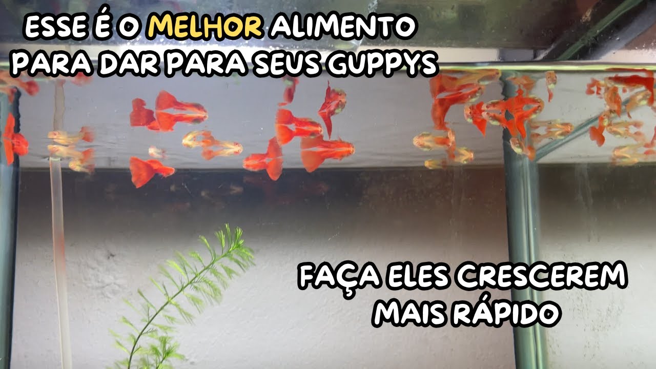 MELHOR ALIMENTO PARA DAR PARA OS SEUS GUPPYS