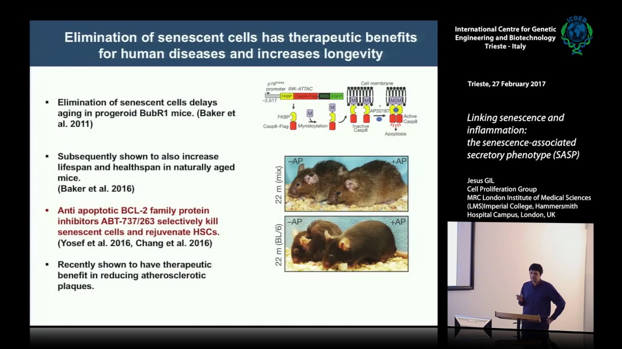 J. Gil - Linking senescence and inflammation: the senescence-associated secretory phenotype (SASP)