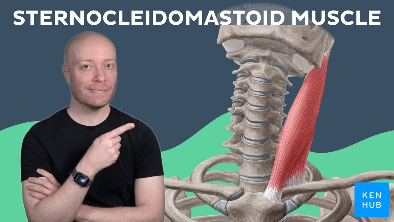Sternocleidomastoid muscle: Anatomy and function EXPLAINED | Kenhub