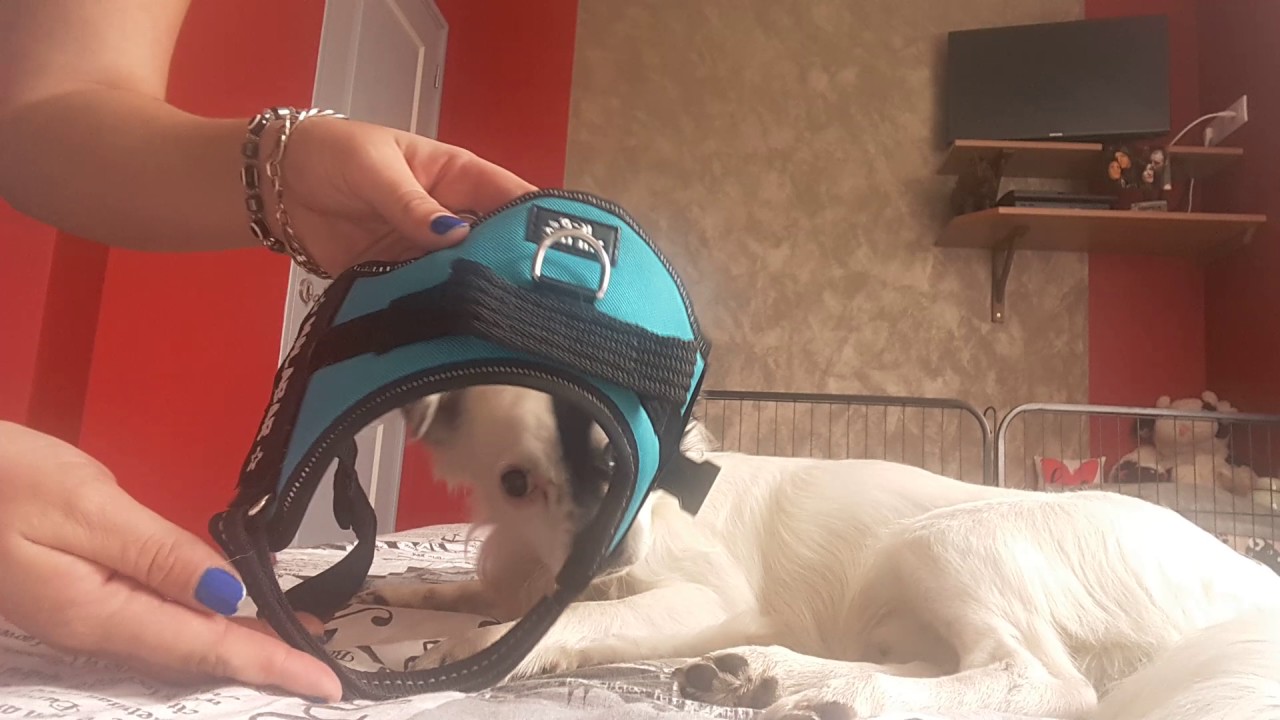 Harnais Julius K9 Mini Mini Zoomalia