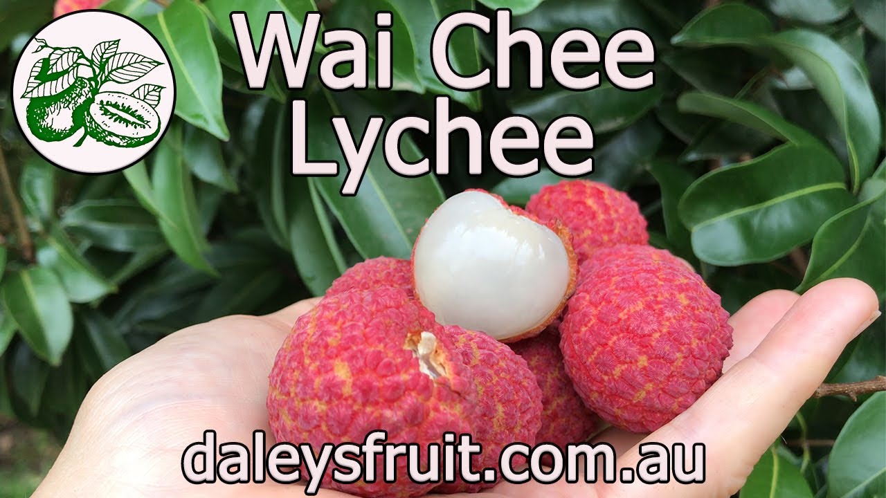Wai Chee Lychees will never taste better than when picked off your own home grown tree.