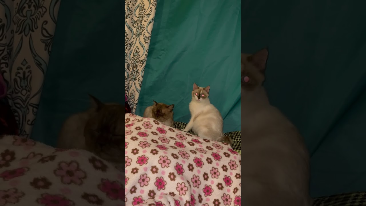 #animal