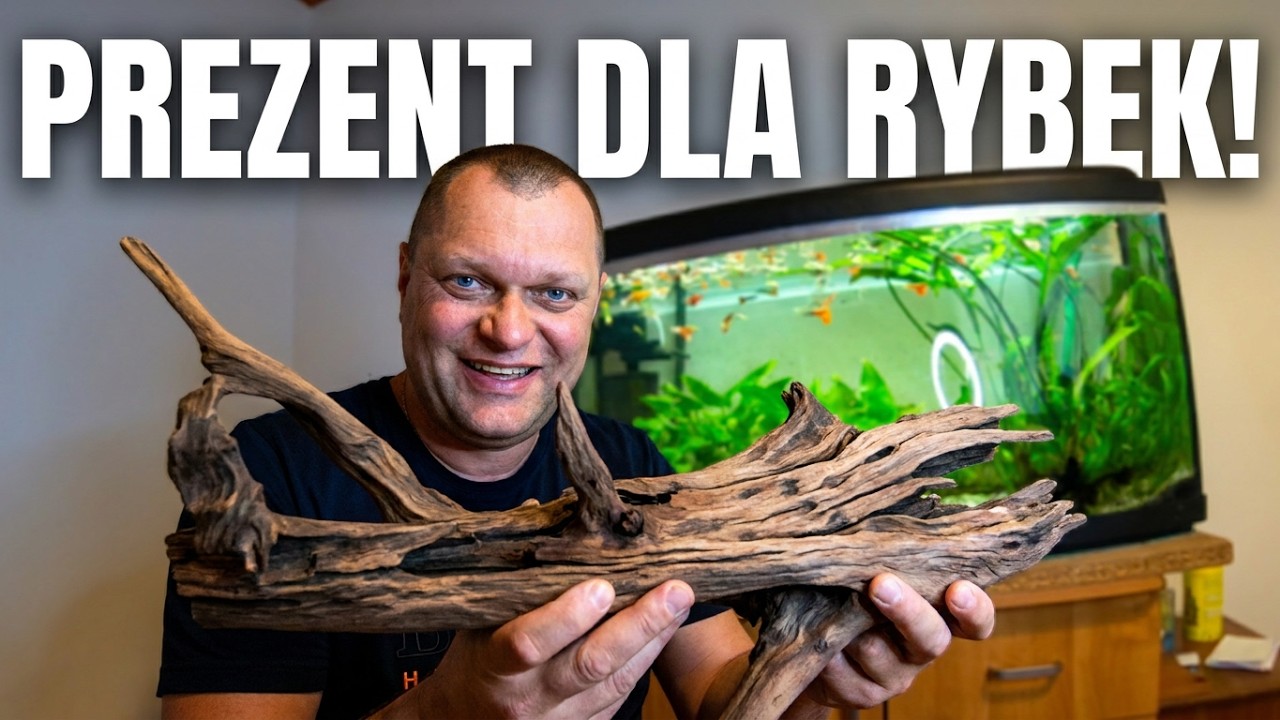 Moje akwarium - My aquarium