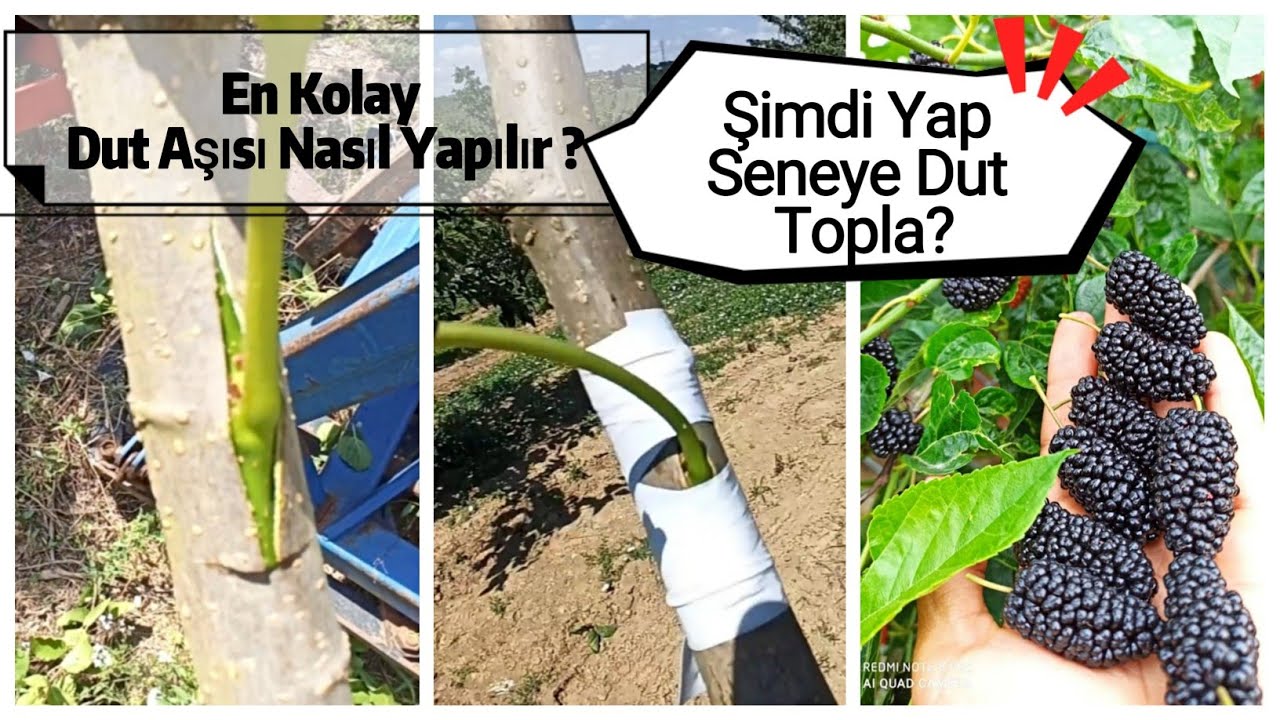 En Kolay Dut Aşısı Nasıl Yapılır? Ters T Aşısı,  Şimdi Yap Seneye Dut Topla?