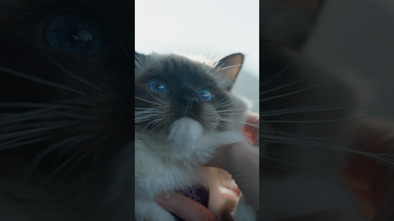 Dog Mode is for Cats too