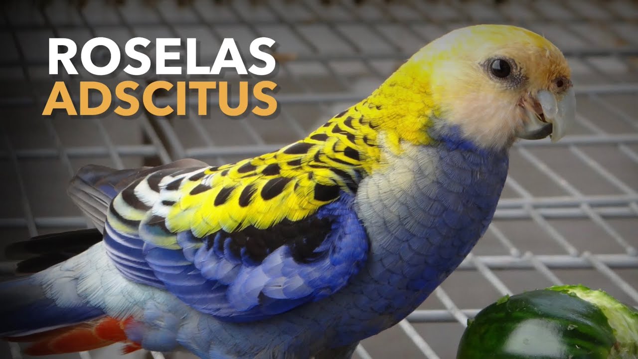Criação de ROSELA ADSCITUS | Criadouro de Aves Exóticas | #PRÓ