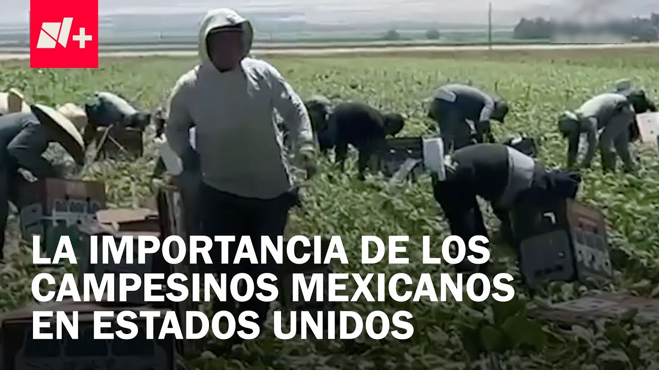 Trabajadores agrícolas mexicanos en California y su importancia en el contexto de redadas en EUA