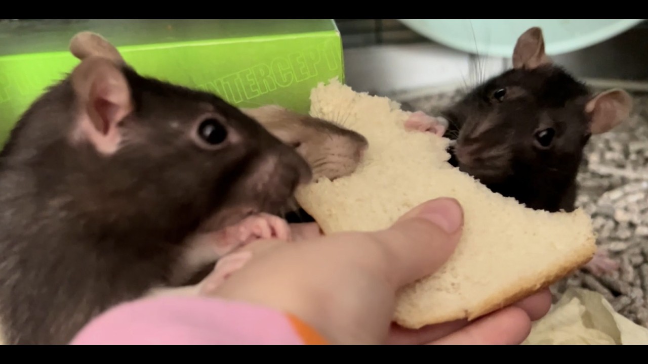 Rats VS white bread! ( They love it! )