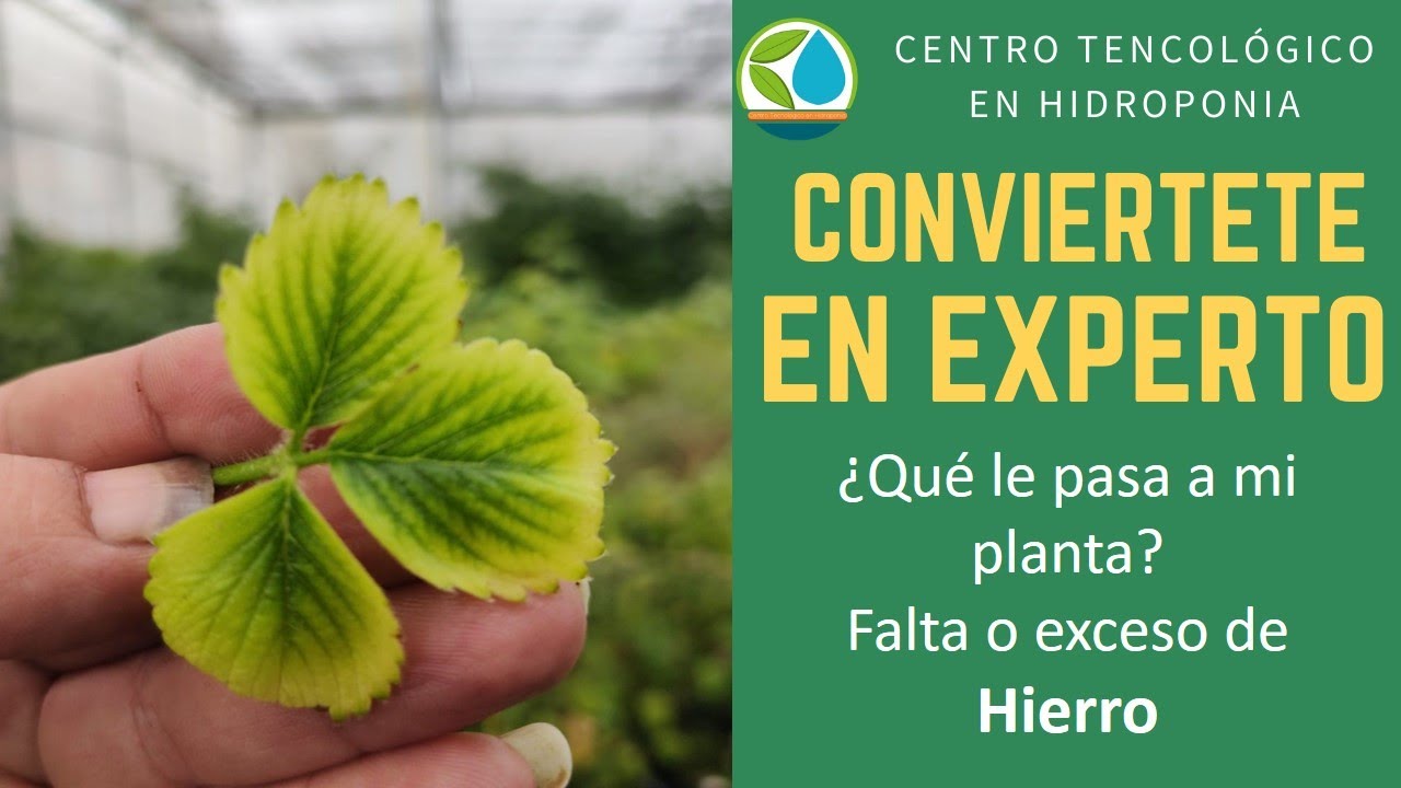 Hierro, deficit o exceso, cultivo de Fresas en Hidroponia y suelo