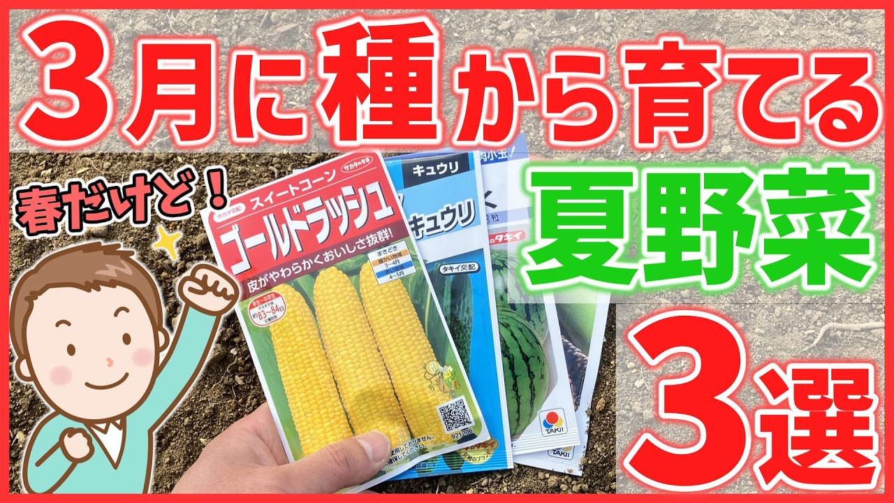 【家庭菜園】３月に種まきから育てる夏野菜３選～成長が早い夏野菜～