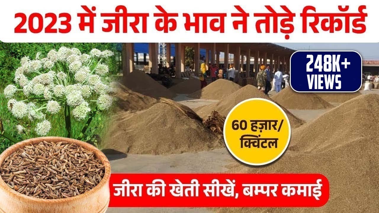जीरा खेती की कम्पलीट जानकारी | Jeera Seeds | Cumin Farming | Jeera ki Kheti