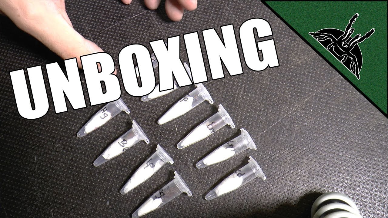 Got a new package from Poland!! - Unboxing Tarantulas