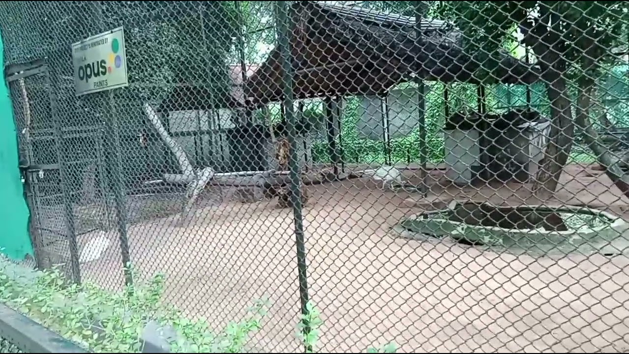 White Peafowl In Guindy National Park With Inna Me Guesta 